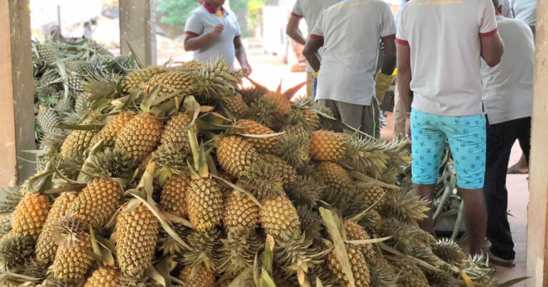 Pakistan-Approves-Sri-Lankan-Pineapple-Imports,-Opening-New-Chapter-in-Bilateral-Agricultural-Trade